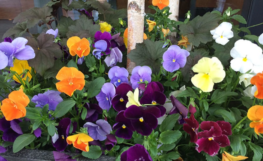 Colorful pansies in bloom — purple, orange, yellow and white flowers
